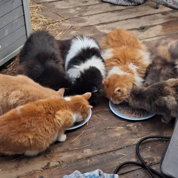 catcolonymom